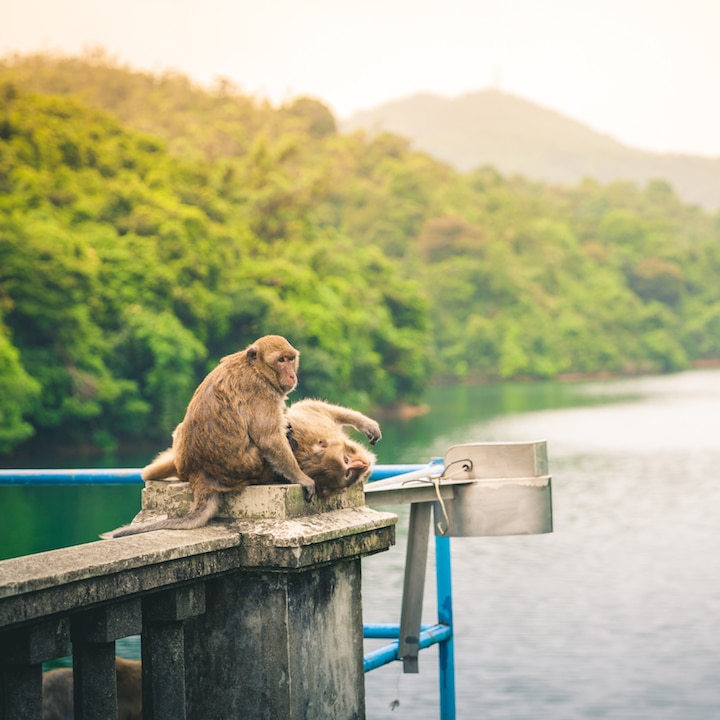 Monkey mountain - beginner hikes in hk