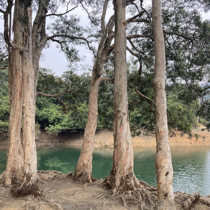 Easy Hikes Beginner-Friendly Trails Hong Kong Health & Wellness: Pineapple Dam Shing Mun Reservoir