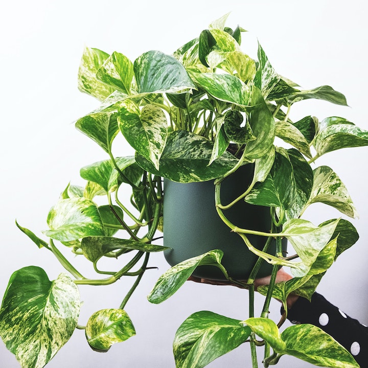 Plants For Good Feng Shui Home Pothos