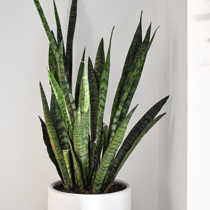 Plants For Good Feng Shui Home Snake Plant