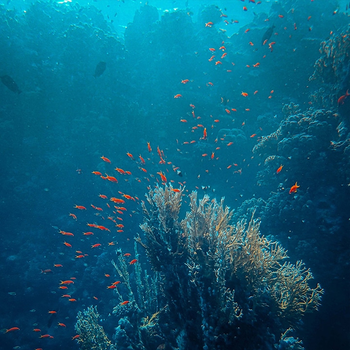 travel from home - virtual travel experiences - the great barrier reef