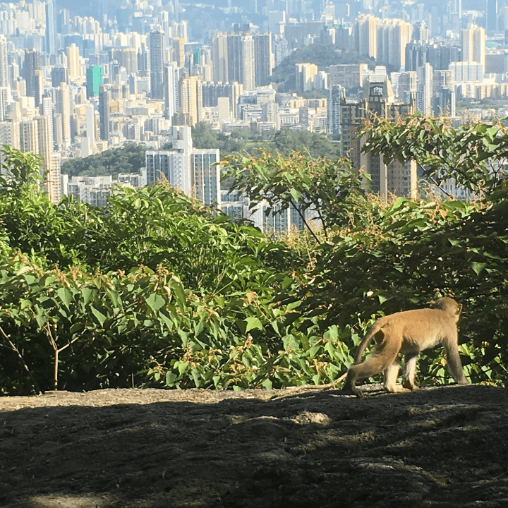 Short Hiking Trails Hong Kong: Monkey Mountain